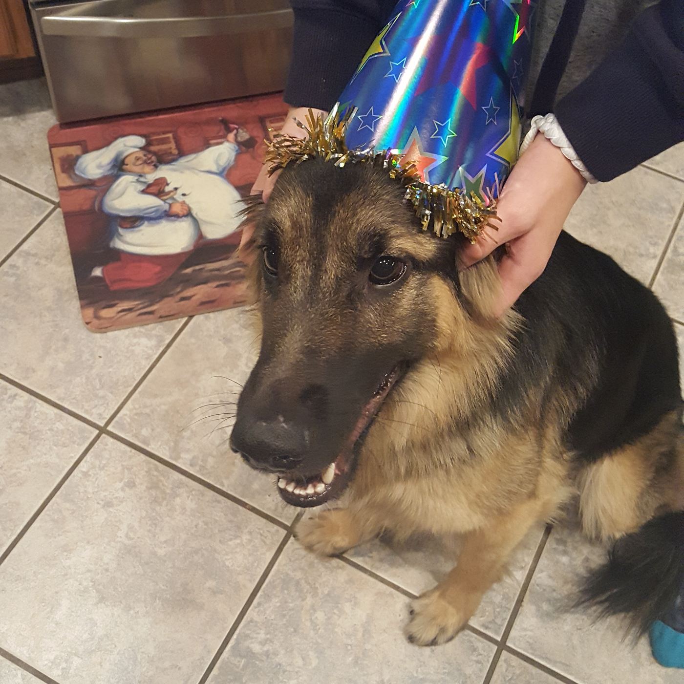 Rev the German Shepherd wearing a party hat