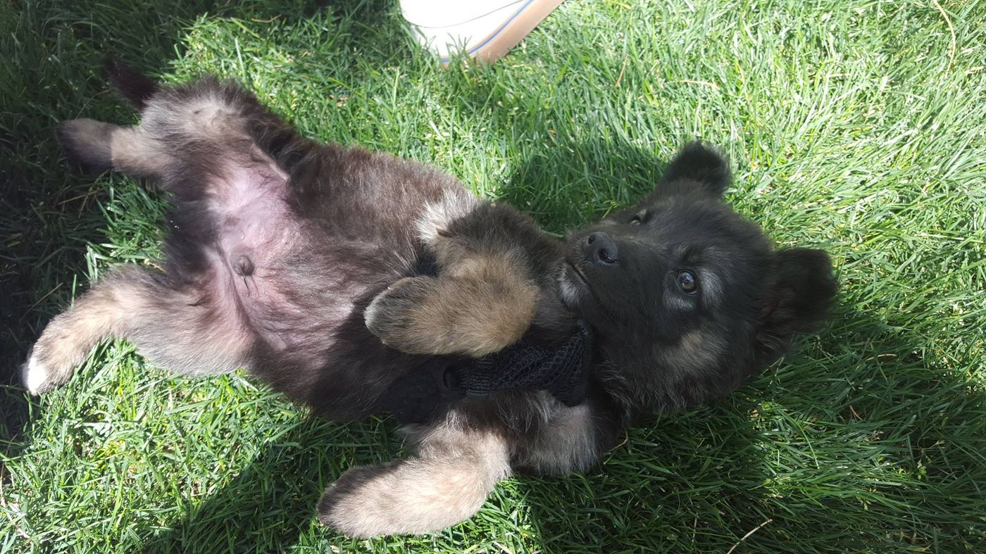 Rev as an 8-week-old German Shepherd puppy