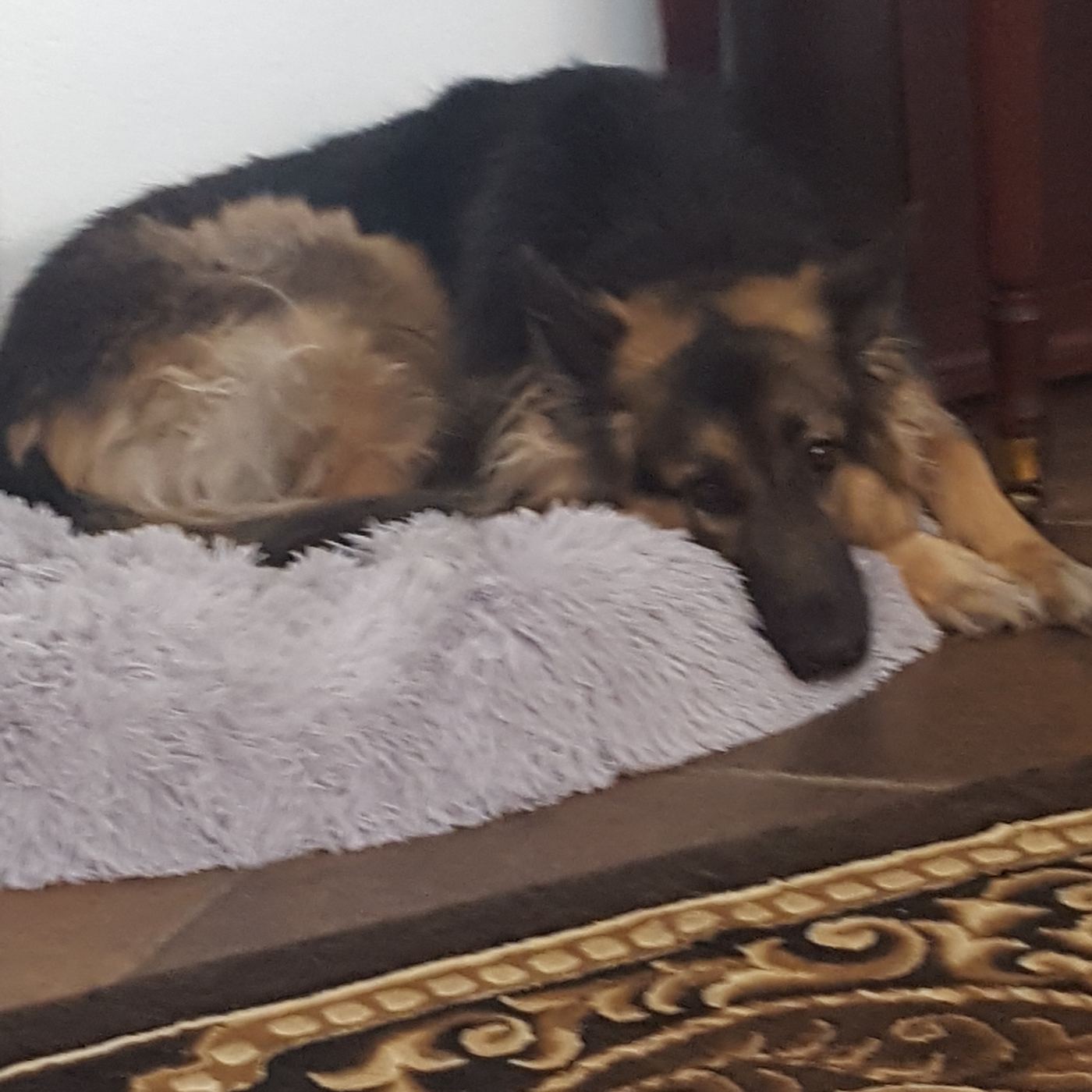 Rev the German Shepherd resting on his bed
