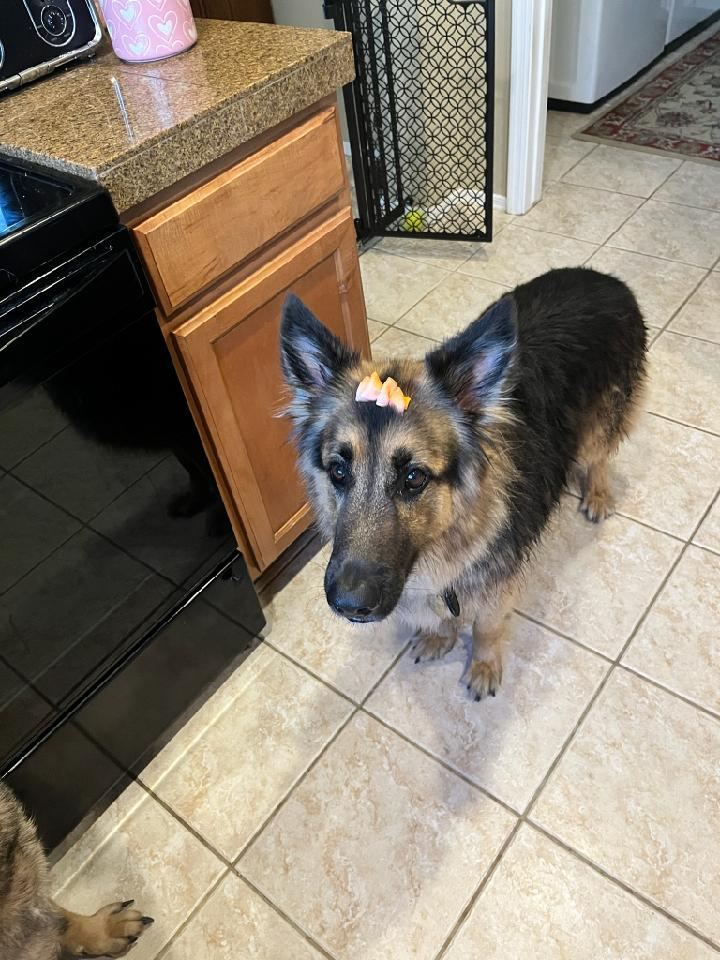 Rev the German Shepherd in the kitchen