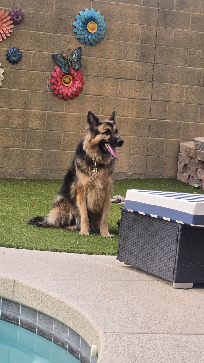 Rev the German Shepherd sitting by the pool