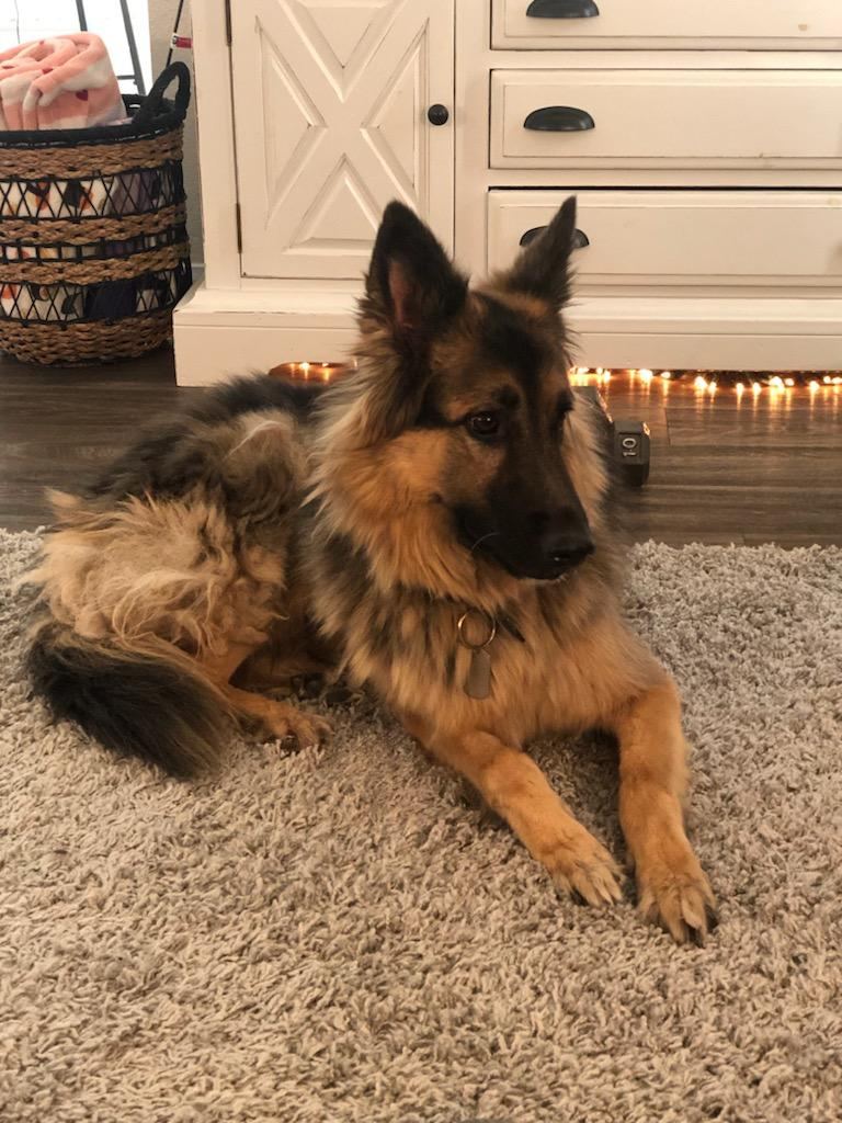 Rev the German Shepherd lying on the rug